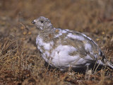 White-Tailed Ptarmigan, Lagopus Leucurus, in its Plumage Between Summer and Winter, North America Photographie par Charles Melton