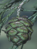 Developing Giant Sequoia Seed Cone, Sequoiadendron Giganteum, California, USA Photographic Print by John & Barbara Gerlach