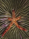 A Sea Star or Starfish Regenerating Three of its Arms, Linckia Multiflora, Fiji, Pacific Ocean Photographic Print by David Fleetham