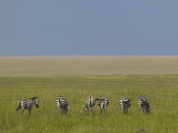 Burchell's Zebras Grazing, Masai Mara Game Reserve, Kenya Photographic Print by Adam Jones