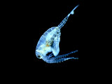 Copepod (Diaptomus) Photographic Print by Tom Adams