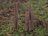 Purple Fairy Club Mushroom, Clavaria Purpurea, Oregon, USA Photographic Print by Gerald & Buff Corsi