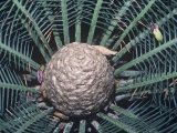 Seed Cone of a Cycad, Cycas Dahoon Photographie par Ken Wagner