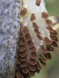 Common Milkweed, Ascelpias, Seed Pod with Seeds About to Be Dispersed by the Wind, Eastern USA Photographic Print by Dayton Wild