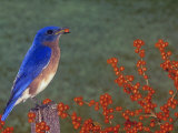 Male Eastern Bluebird, Sialia Sialis, Eating a Red Berry, North America Photographie par Gay Bumgarner