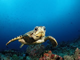 Hawksbill Turtle (Eretmochelys Imbricata), Maldives, Indian Ocean Photographic Print by Reinhard Dirscherl