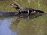 Dwarf Caiman, Paleosuchus Palpebrosus, Amazon Basin, South America Photographic Print by Cheryl Ertelt