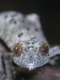 Leaf-Tailed Gecko, Uroplatus Henkeli, Madagascar Photographic Print by Jim Merli