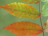 Sumac Leaves in Autumn, Rhus, Michigan, USA Photographic Print by John & Barbara Gerlach