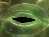 Open Stomate on a Leaf Surface Photographic Print by David Phillips