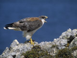 Female Red-Backed Hawk (Buteo Polyosoma), Falkland Islands Photographic Print by John & Barbara Gerlach
