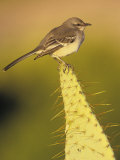 Northern Mockingbird on a Cactus, Mimus Polyglottos, North America Photographic Print by Beth Davidow