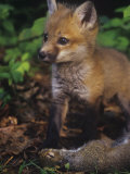 Red Fox Pup (Vulpes Vulpes) Next to Gray Squirrel Prey (Sciurus Carolinensis), North America Photographie par Steve Maslowski
