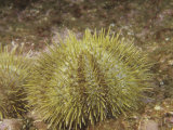 David Wrobel - Green Sea Urchin, Strongylocentrotus Droebachiensis, New England, USA - Fotografik Baskı