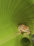 Tree Frog, Hyalinobatrachium Valerioi Photographic Print by Don Grall