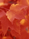 Red Maple Leaves in the Fall (Acer Rubrum) Photographie par Wally Eberhart