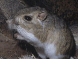 Bannertail Kangaroo Rat (Dipodomys Spectabilis), Deserts of Arizona, USA Photographic Print by Ken Lucas