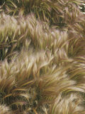 Foxtail Grass Flowers, Hordeum Jubatum, Northern North America Photographic Print by Adam Jones