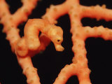 Denise Pygmy Seahorse Camouflaged on Coral (Hippocampus Denise), Indonesia Photographic Print by Reinhard Dirscherl