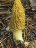 Yellow Morel Mushroom, Morchella Esculenta, Ascomycetes, North America Photographic Print by John & Barbara Gerlach