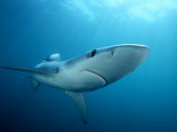 Blue Shark (Prionace Glauca), Southern California, USA Photographic Print by Richard Herrmann