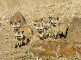 Bat-Eared Fox Young Near their Den, Otocyon Megalotis, East Africa Photographic Print by Joe McDonald