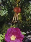 Wild Rose Flower and Rose Hips, Rosa Rugosa, Northeastern USA Photographic Print by Gerald & Buff Corsi