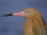 Reddish Egret Head in Brown Plumage, Egretta Rufescens, Florida, USA Photographic Print by Arthur Morris