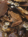 Wood Frog, Rana Sylvatica, Eastern North America Photographic Print by Gary Meszaros