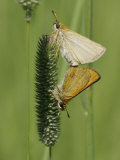 European Skipper Butterflies Mating (Thymelicus Lineola) Photographic Print by Robert Servrancky