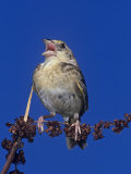 Grasshopper Sparrow Singing, Ammodramus Savannarum, Eastern USA Photographic Print by Joe McDonald