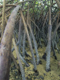 Mangrove Prop Roots Exposed at Low Tide, Fiji, Pacific Ocean Lámina fotográfica por David Fleetham Mangrove Prop Roots Exposed at Low Tide, Fiji, Pacific Ocean Lámina fotográfica por David Fleetham