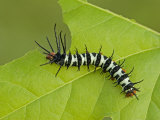Royal Moth Second Instar Caterpillar Eating a Leaf (Citheronia Aroa). Ecuador Photographic Print by Leroy Simon