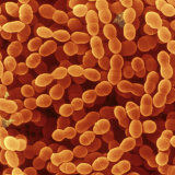 Streptococcus Thermophilus Bacteria, Some Undergoing Bacterial Fission Lámina fotográfica