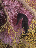 Seahorse, Hippocampus Kuda Photographie par David Fleetham