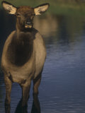 Cow Elk (Cervus Elaphus), North America Photographic Print by Tom Walker