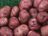 Red Pontiac' Potato Variety Photographic Print by David Cavagnaro