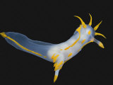 Nudibranch Lámina fotográfica por Solvin Zankl