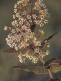 Pinewoods or Pink-Veined Milkweed (Asclepias Humistrata), Southern USA Photographie par Leroy Simon
