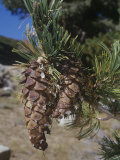 Female or Seed Cones and Needles of the Western White Pine, Pinus Monticola, California, USA Photographic Print by Gerald & Buff Corsi