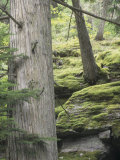 Western Red Cedar Forest, Thuja Plicata, with Nearby Mossy Rocks, Western North America Photographic Print by Joe McDonald