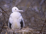 Magnificent Frigatebird Chick in its Nest, Fregata Magnificens, Galapagos Islands Photographie par John & Barbara Gerlach