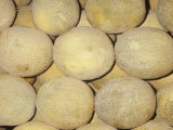 Melon Variety Cantaloupe or Muskmelon Photographic Print by Ken Lucas