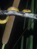 Everglades Rat Snake, Elaphe Obsoleta Rossalleni, a Threatened Species, Everglades, Florida, USA Lámina fotográfica por Joe McDonald
