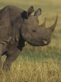 Black Rhinoceros Head, Diceros Bicornis, an Endangered Species, Kenya, Africa Photographic Print by Joe McDonald