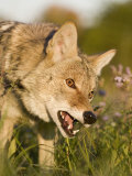 Coyote Snarling and Showing its Teeth (Canis Latrans) Photographic Print by Steve Maslowski