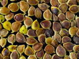 Meadow Buttercup Seeds Photographic Print by Solvin Zankl