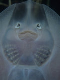 Underside of a Young Clearnose Skate (Raja Eglanteria), Atlantic Coast of North America Photographic Print by Rob & Ann Simpson
