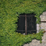 Boston Ivy (Parthenocissus Tricuspidata) Framing a Dark Barn Hay Door, France, Europe Photographic Print by Nigel Cattlin