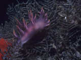 Daniel Gotshall - Nudibranch, Dendronotus Diversicolor, California, Usa, Pacific Ocean - Fotografik Baskı Daniel Gotshall - Nudibranch, Dendronotus Diversicolor, California, Usa, Pacific Ocean - Fotografik Baskı